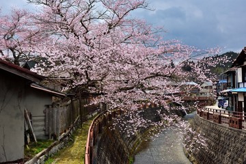 遠山桜