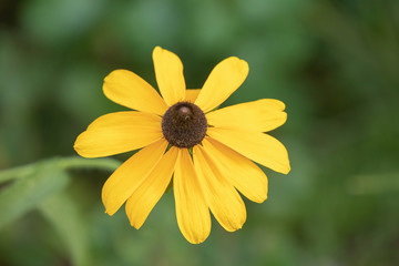 Yellow wildflower with blurred green background