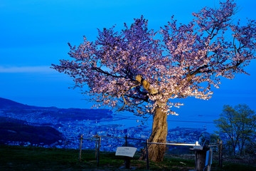 天狗桜と小樽港