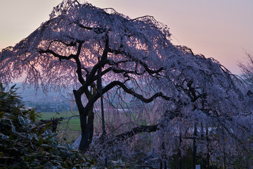 波佐見のしだれ桜
