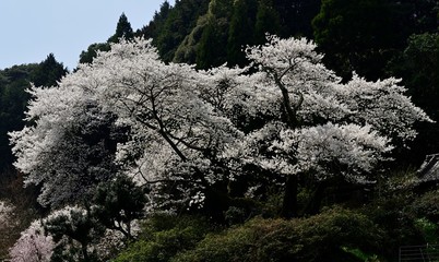 東山代の明星桜