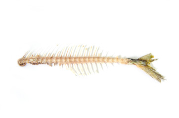 fishbone