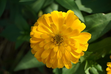 yellow flower