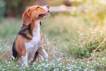 An adorable beagle dog sitting outdoor relaxing in the grass field under the evening sun light.