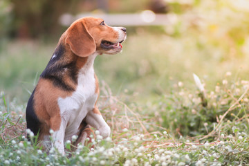An adorable beagle dog sitting outdoor relaxing in the grass field under the evening sun light.
