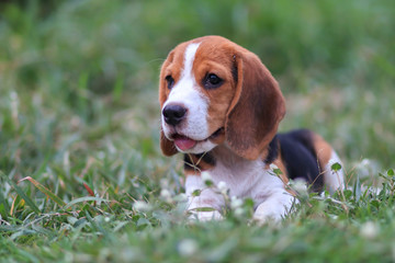 Naklejka na ściany i meble Portrait of a cute beagle puppy sitting on the park.