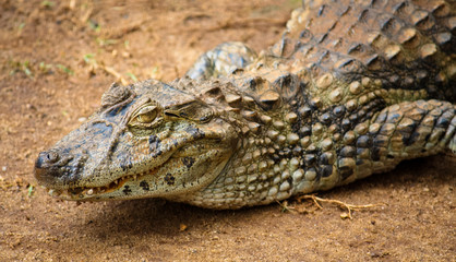 Obraz premium Spectacled caiman or common white caiman (Caiman crocodilus) close-up on a sandy area. Emphasizing the animal head, the yellow eye and partly open mouth with pronounced teeth. Wide format.