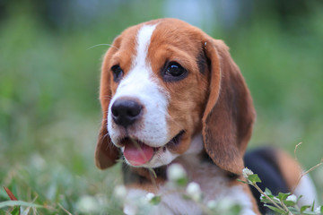 Portrait of a cute beagle puppy sitting on the park.