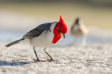 Naklejka premium Cardinal red head