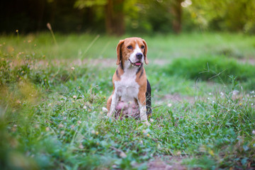 Portrait of beagle dog outdoor in the green grass field.