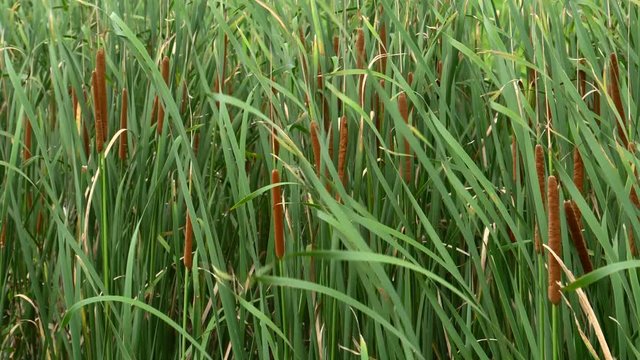 Red bulrush, typha angustifolia field