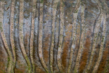 bark of a tree