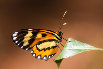 Tiger butterfly (Placidina euryanassa) closeup sitting on a green leaf with brown  out of focus bokeh background. Butterfly macro photography.