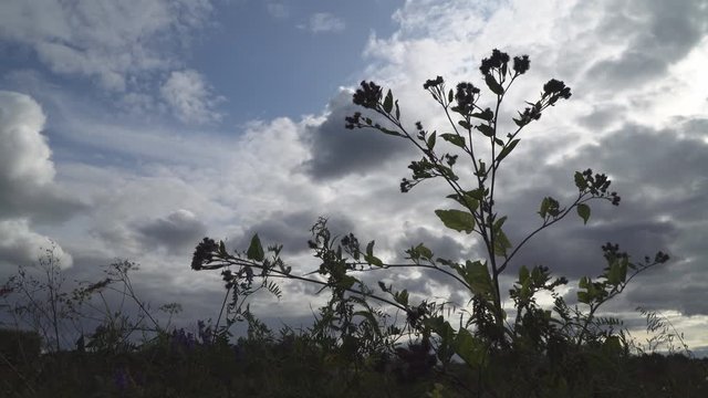 Meadow grass swaying in the wind