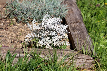 Silver ragwort or Jacobaea maritima or Senecio cineraria or Dusty miller perennial ornamental plant with white felt like tomentose leaves growing in local urban garden surrounded with wooden fence and