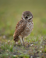 Fototapeta premium Burrowing Owl in Cape Coral Florida 