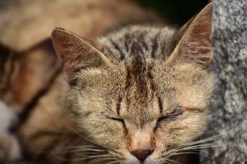 Fototapeta premium 家族