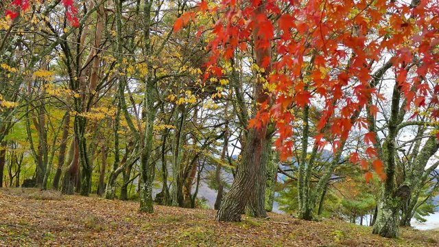 4K Colorful Autumn maple leaves