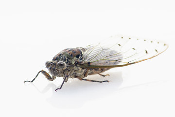 Large brown cicada,cicada isolated on white background