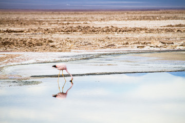 Pink flamingo walking alone and drinking water inside a salt lagoon in the "Salar de Atacama”, in the Atacama Desert in Chile with the reflection of the bird on the clear blue calm lake water.
