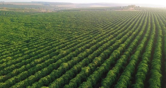 Beautiful aerial view of a large coffee plantation in S&atilde;o Paulo state Brazil. Slightly flying over Morning sun light in the right top.