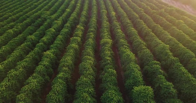 Beautiful aerial view of a large coffee plantation in S&atilde;o Paulo state Brazil. Flying to the left side and turning over to the right Lens flare appearing at the end.