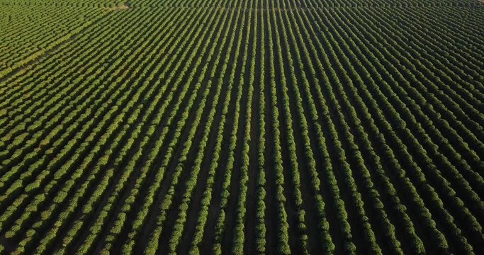 Beautiful aerial view of a large coffee plantation in S&atilde;o Paulo state Brazil. Flying high ahead over the straight lines of coffee trees Camera slightly turning down.