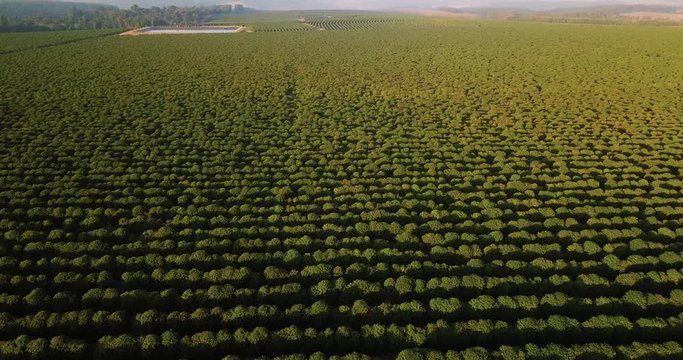 Beautiful aerial view of a huge coffee plantation in S&atilde;o Paulo state Brazil. Panning movement ahead High flight crossing the lines of the plantation.