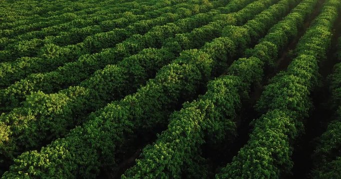 Beautiful aerial view of a large coffee plantation in S&atilde;o Paulo state Brazil. Low flight over the  diagonal lines of coffee trees.