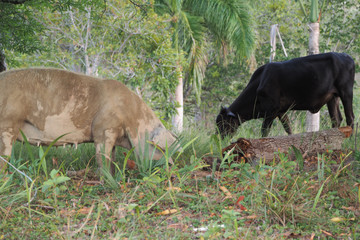 Pig and cow graze together under a mango tree.