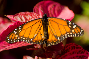 butterfly on leaf