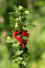 Single Redcurrant or Ribes rubrum or Red currant deciduous shrub plant with cluster of bright red translucent edible berries surrounded with green leaves and cobweb planted in local urban garden on wa