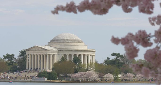 Cherry Blossoms and Thomas Jefferson Memorial