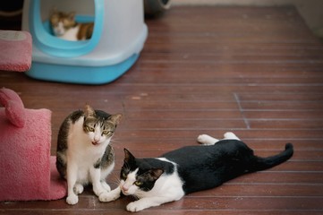 Cat relaxing and sleeping, Siamese cat is the Thai domestic cat, very cute and smart pet in house.
