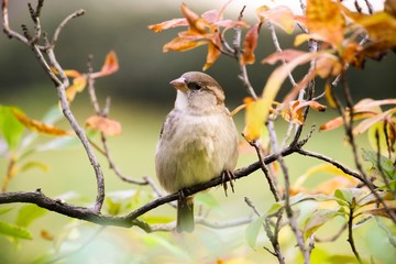 Sparrow sitting on tree branch. Sparrow bird (family Passeridae) sitting and singing on tree branch amidst yellow and green leaves close up photo.