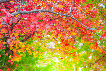 Red maple leaves in autumn season with blurred background, taken from  Kitakyushu, Fukuoka Prefecture, Japan.
