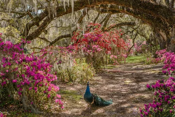 Wandaufkleber Lane of Oaks with peacock © LeeAnn
