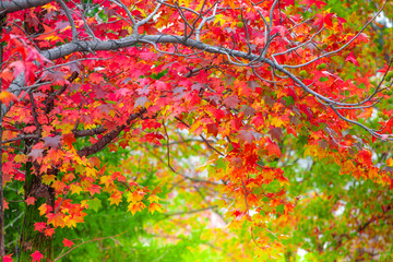Red maple leaves in autumn season with blurred background, taken from  Kitakyushu, Fukuoka Prefecture, Japan.