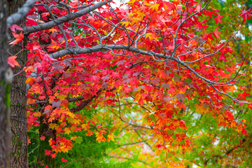 Red maple leaves in autumn season with blurred background, taken from  Kitakyushu, Fukuoka Prefecture, Japan.