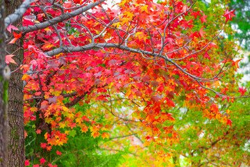 Red maple leaves in autumn season with blurred background, taken from  Kitakyushu, Fukuoka Prefecture, Japan.