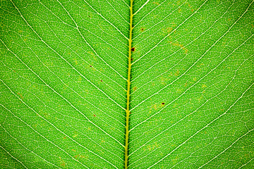 Leaf closeup, Light fresh green background, Bright green leaf with large streaks of macro. Sheet structure,