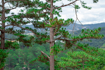 Da Lat Pine