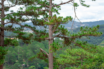 Da Lat Pine