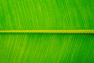 Leaf closeup, Light fresh green background, Bright green leaf with large streaks of macro. Sheet structure,