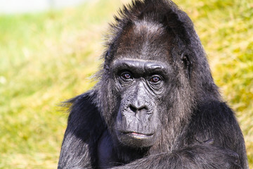 Gorilla staring looking into the camera lens head portrait with out of focus green grass background.