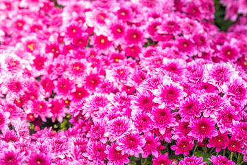 Fototapeta premium Pink Chrysanthemums flower is beautiful in the garden.