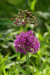 Obraz premium Two Allium or Ornamental onion round flower heads composed of dozens of fully open blooming and partially closed star shaped light purple flowers growing in local garden on warm sunny spring day