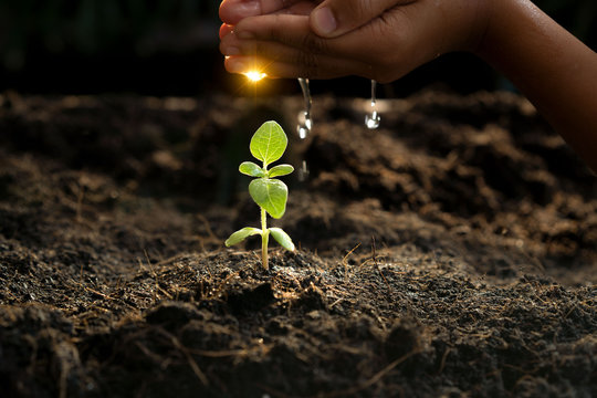 Farmer's hand watering a young plant and green leaf background