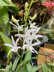lily of the valley
