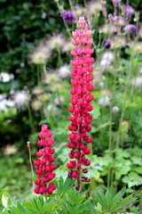 Two Lupin or Lupinus or Lupine herbaceous perennial flowering plants with dense fully open red pea like flowers on an erect spikes surrounded with soft green to grey-green leaves coated in silvery hai